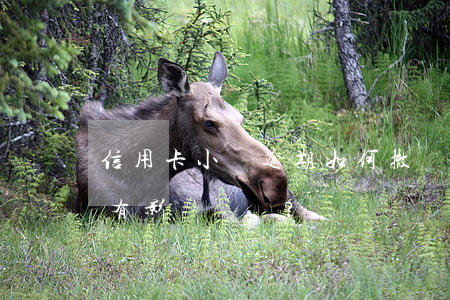 信用卡小額逾期如何撤銷，對(duì)征信有影響嗎？